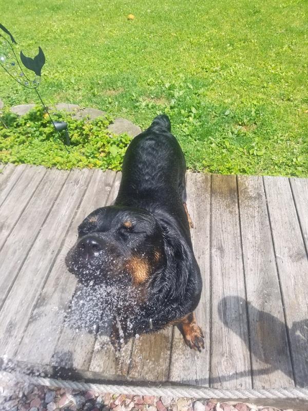 /Images/uploads/MidAmerica Rottweiler Rescue/adoptarottphotocontest/entries/10068thumb.jpg